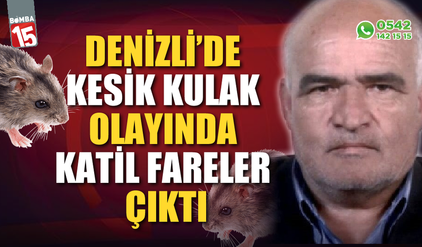 Denizli'de kesik kulak olayında suçlu fareler çıktı