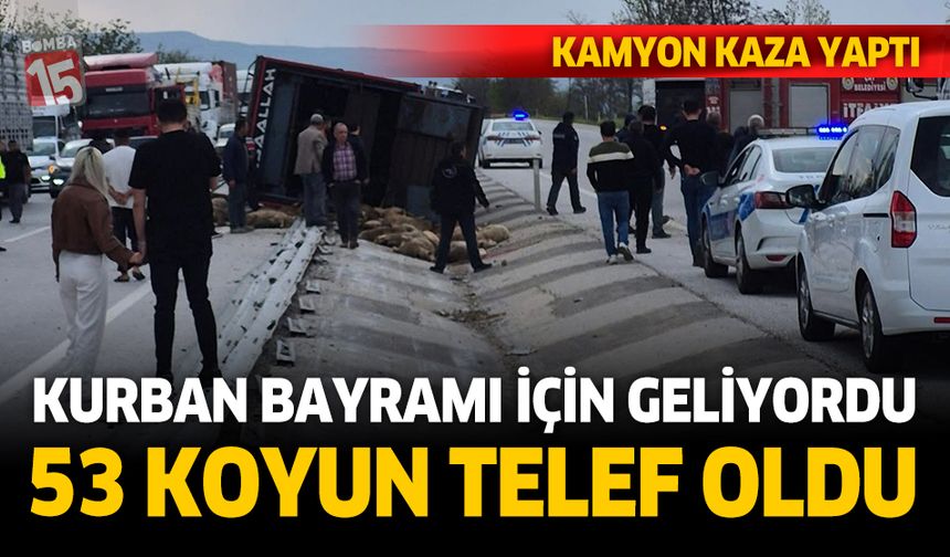 Kurban için yola çıkan koyunlar kazada telef oldu