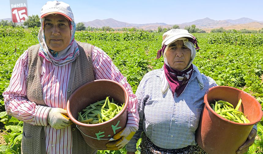 Hasadı başlayan fasulyenin kilogramı 15-20 TL’den satılıyor
