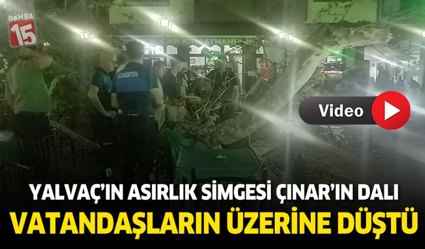 Asırlık çınarın dalı kalabalığın üstüne düştü