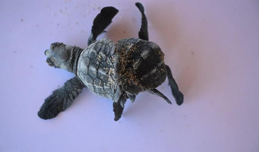 Siyam ikizi Caretta caretta yavrusu bulundu
