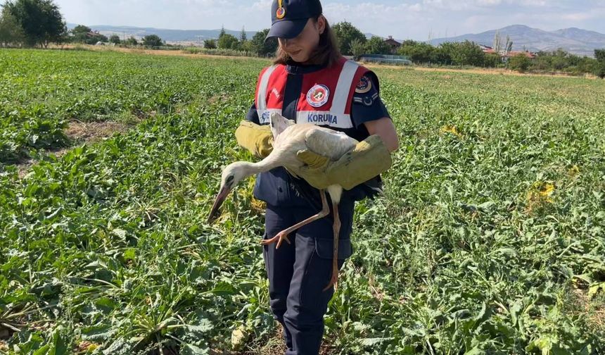 Yaralı leyleğin imdadına jandarma yetişti
