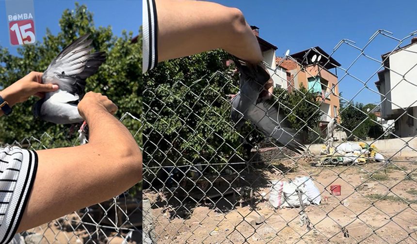 Denizli'de tellere takılan güvercinin imdadına muhtar yetişti