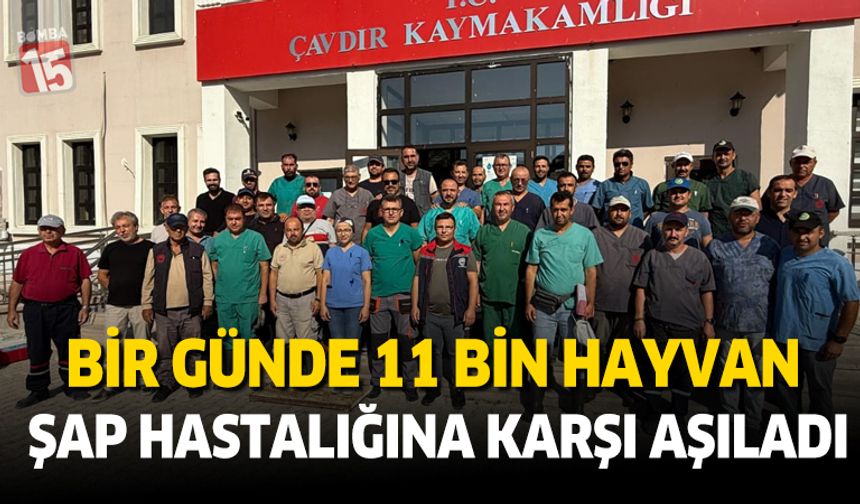 Burdur Çavdır'da bir günde 11 bin şap aşısı yapıldı