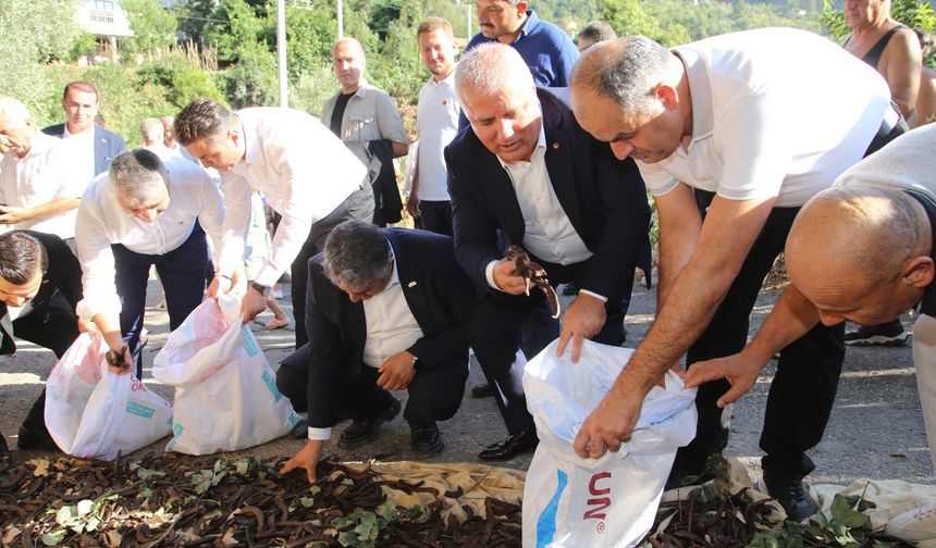 Alanya Keçiboynuzu Hasat Şenliği coşkusu