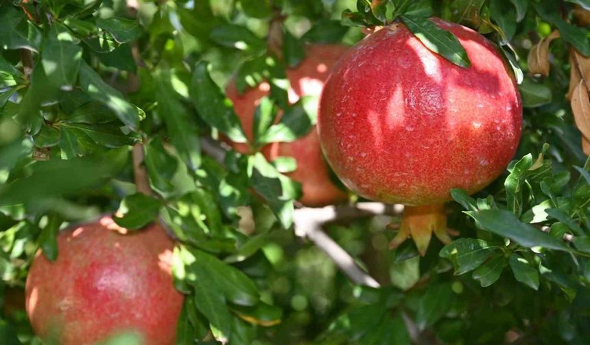 Denizli’de nar hasadı başladı