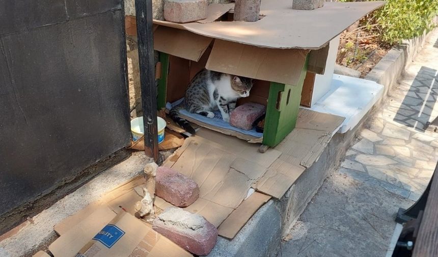 Mahalleli ve cami cemaatinin baktığı kedilerin evlerini çöpe attılar