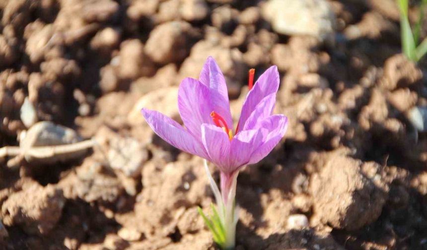 Honaz Belediyesi Yerel Tohum Merkezi’nde safran soğanları filizlenmeye başladı
