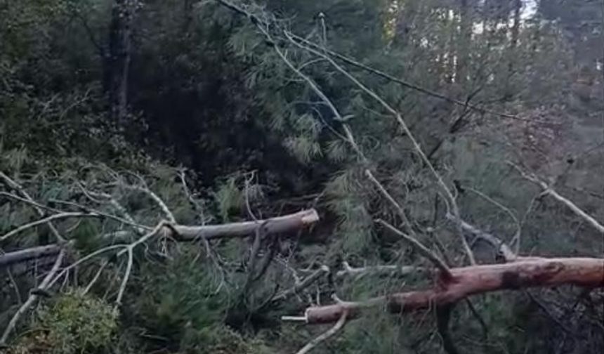 Buldan'da fırtınadan devrilen ağaçlar yolu kapattı