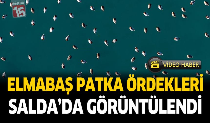 Elmabaş Patka Ördekleri Salda'da Görüntülendi