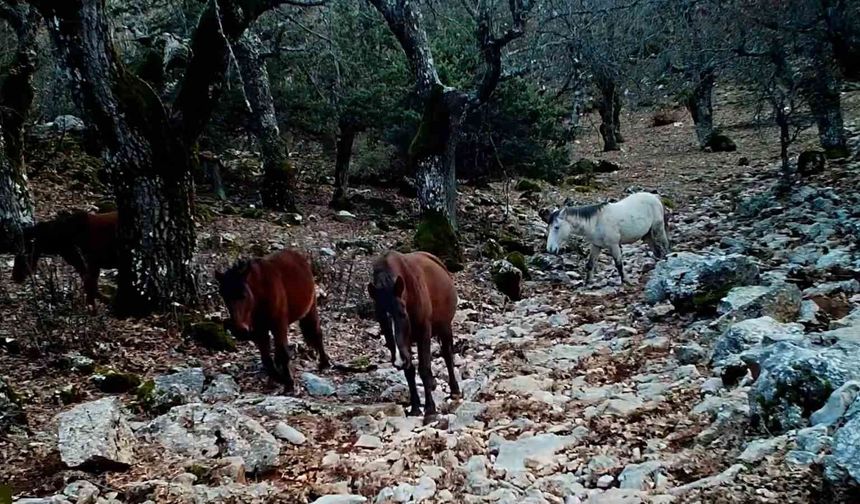 Kovada Gölü Milli Parkı'nda yaban hayatı fotokapana yansıdı