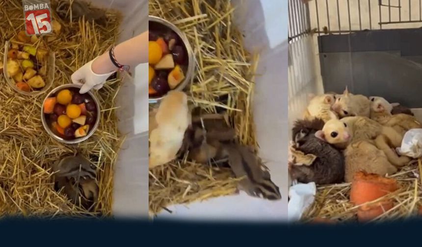 Isparta’da Yasa Dışı Yaban Hayvanı Operasyonu: 35 Canlı Ele Geçirildi