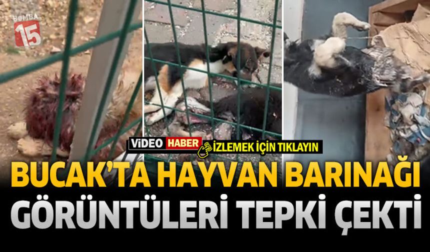 Bucak’ta Hayvan Barınağı Görüntüleri Tepki Çekti