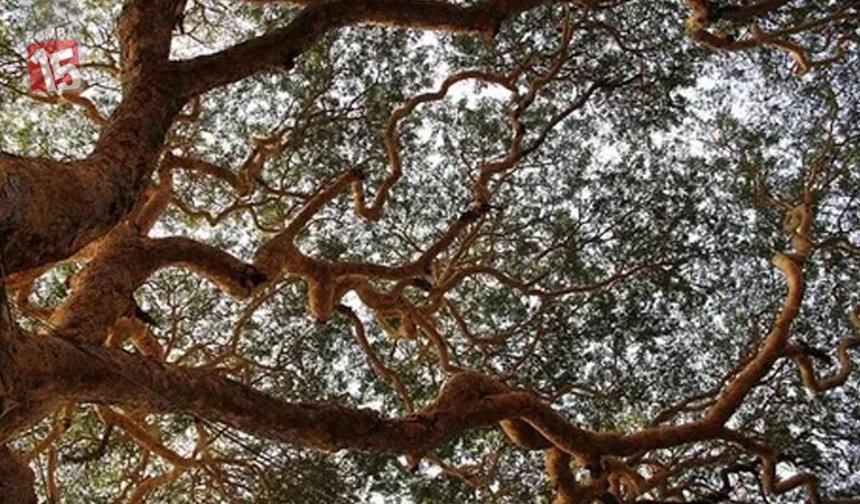 Isparta’da Feci Olay: Ağaç Dalı Keserken Hayatını Kaybetti