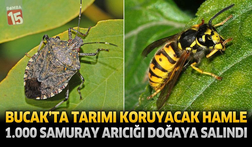 Bucak’ta Tarımı Koruyacak Hamle: 1.000 Samuray Arıcığı Doğaya Salındı