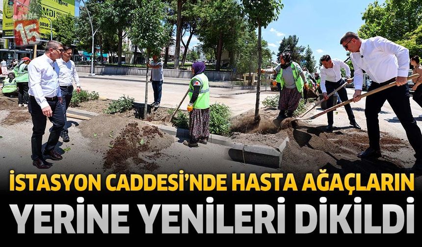 İstasyon Caddesi’nde Hasta Ağaçların Yerine Yenileri Dikildi
