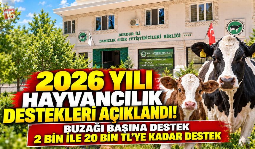 2026 yılı hayvancılık destekleri açıklandı. Buzağı başına destek 20 Bin TL'ye kadar çıkabiliyor