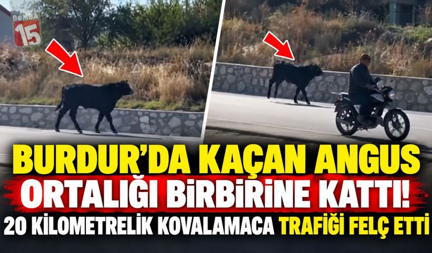 Burdur’da Kaçan Angus Ortalığı Birbirine Kattı! 20 Kilometrelik Kovalamaca Trafiği Felç Etti
